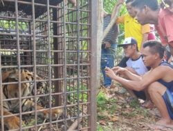 Di Merangin, Harimau Sumatera Masuk Perangkap Warga